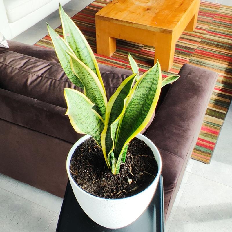 Suculenta Sansevieria M - Planta de interior en macetero - Imagen 1