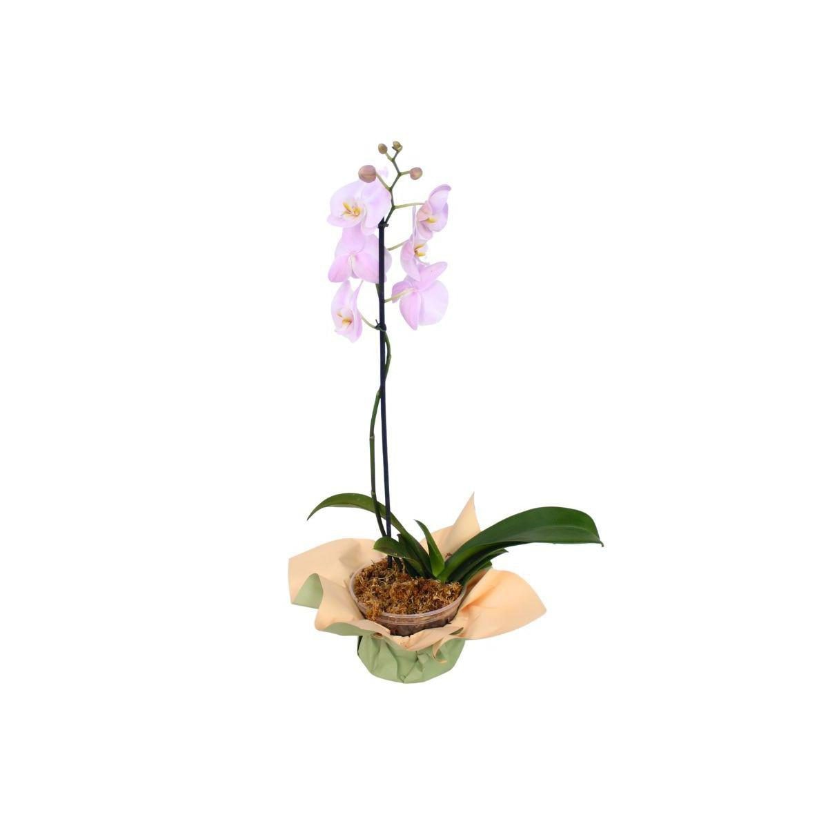 Orquídea Rosado claro Phalaenopsis - Orquídea mariposa en macetero - Imagen 1