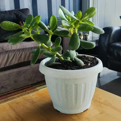 Arbol de Jade S - Planta Suculenta en macetero