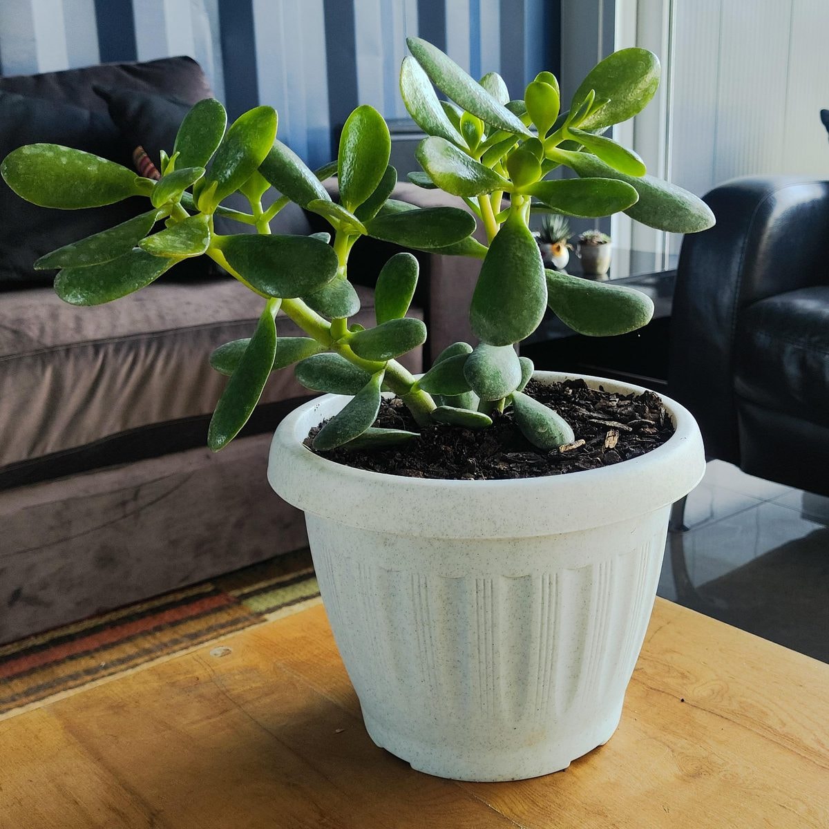 Arbol de Jade S - Planta Suculenta en macetero - Imagen 1