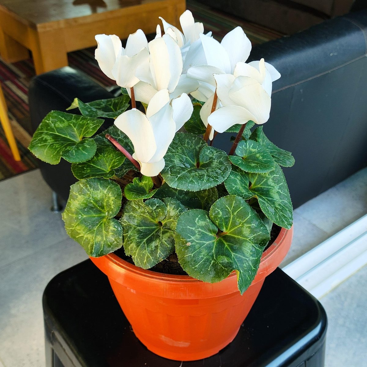 Violeta de los Alpes blanco - Planta de interior en macetero - Imagen 1