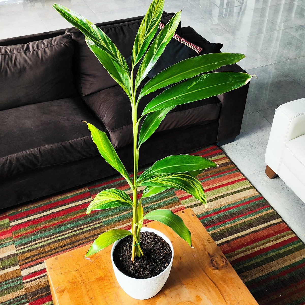 Alpinia Variegata M - Planta interior en macetero - Imagen 1