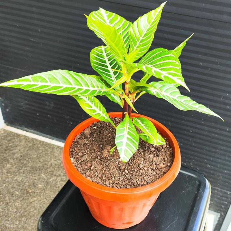 Aphelandra S - planta de interior en macetero - Imagen 1