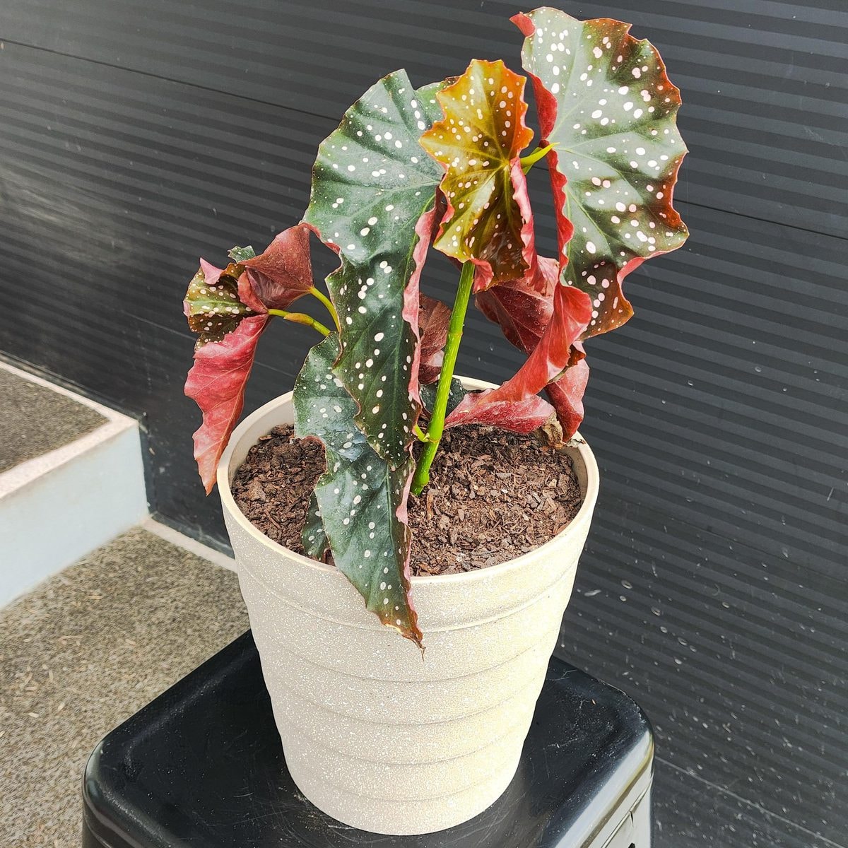 Begonia Craklin S - planta de interior en macetero - Imagen 1