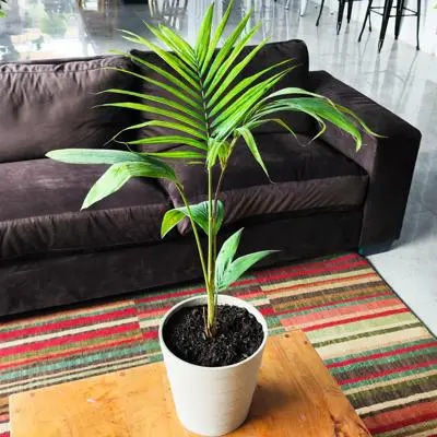 Palmera Kentia