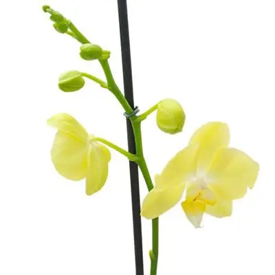 Orquídea amarilla Phalaenopsis - Orquídea mariposa macetero