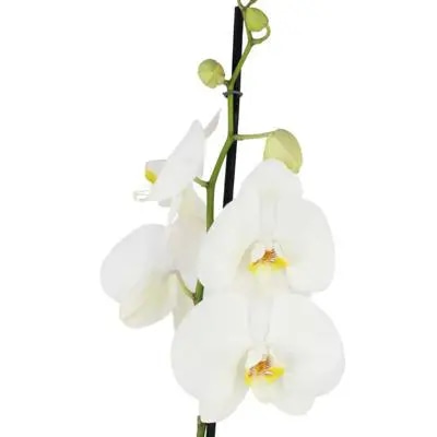 Orquídea Blanca Phalaenopsis - Orquídea mariposa en macetero