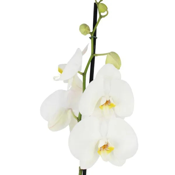 Orquídea Blanca Phalaenopsis - Orquídea mariposa en macetero