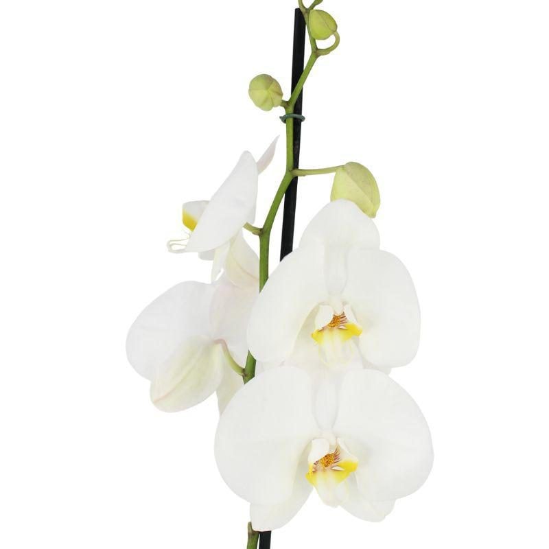 Orquídea Blanca Phalaenopsis - Orquídea mariposa en macetero - Imagen 1