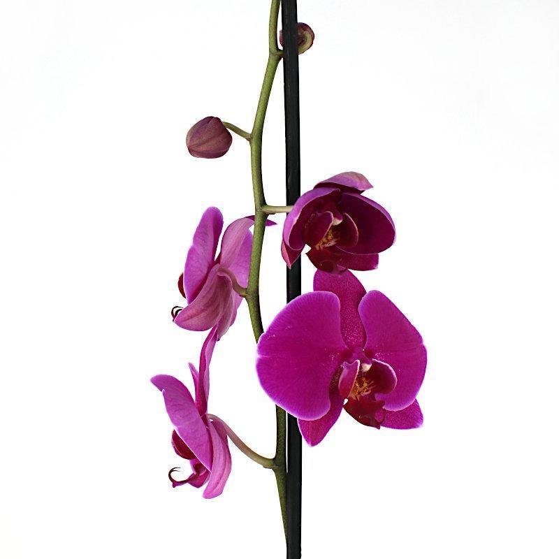Orquídea fucsia Phalaenopsis - Orquídea mariposa en macetero - Imagen 1