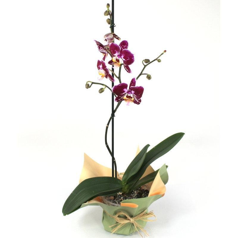 Orquídea Variegata Blanca Fucsia Phalaenopsis - Orquídea mariposa en macetero de vidrio - Imagen 1