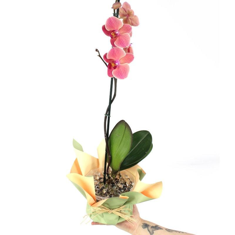 Orquídea Canela Phalaenopsis - Orquídea mariposa en macetero - Imagen 1