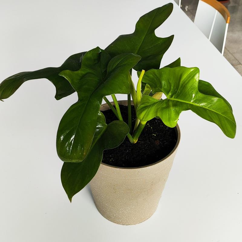Filodendro Panduliforme M - Planta de interior en macetero - Imagen 1