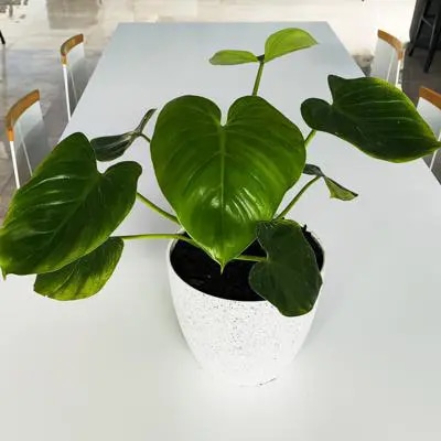 Filodendro Fragans S - Planta de interior en macetero