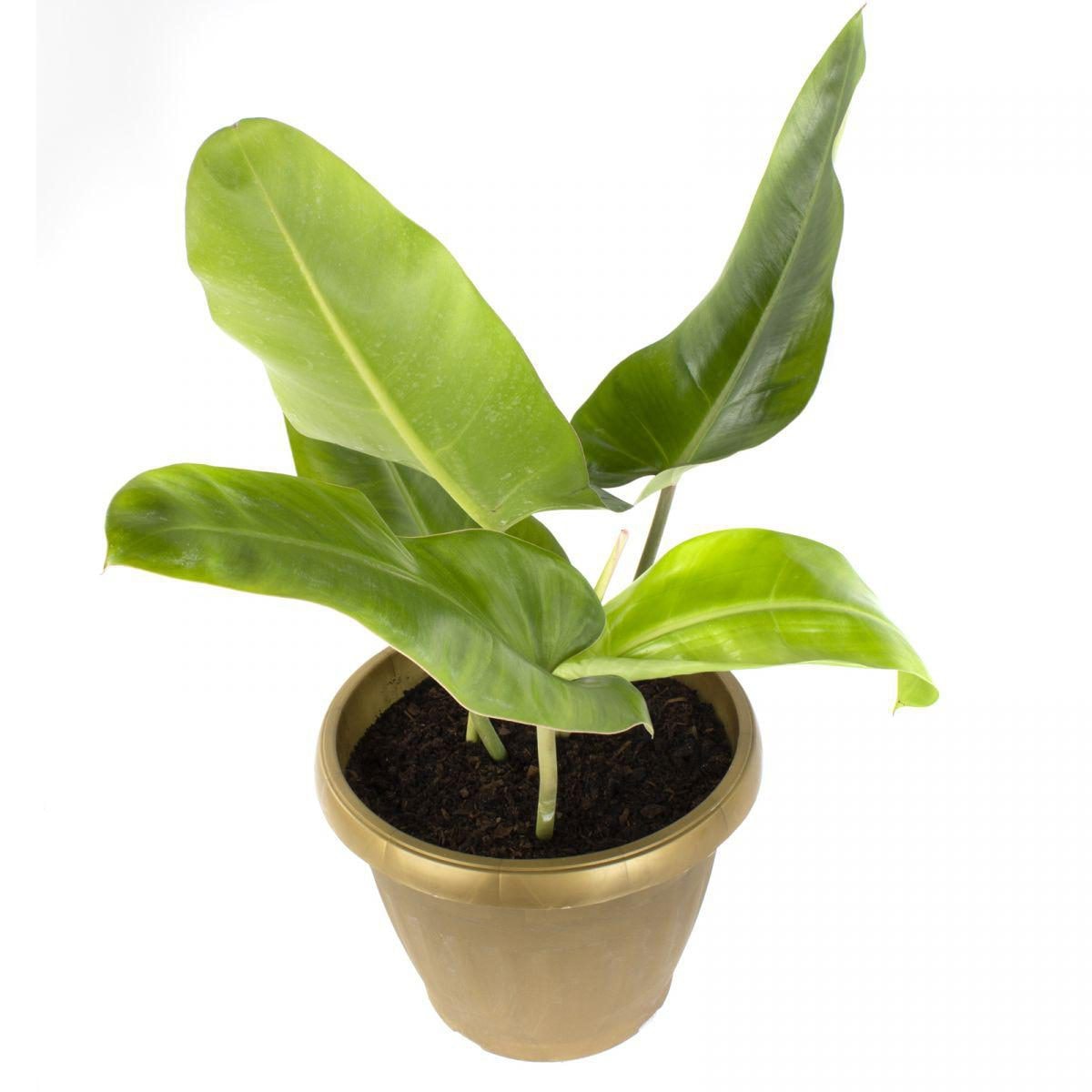 Longuifolio M - Planta de interior en macetero - Imagen 1