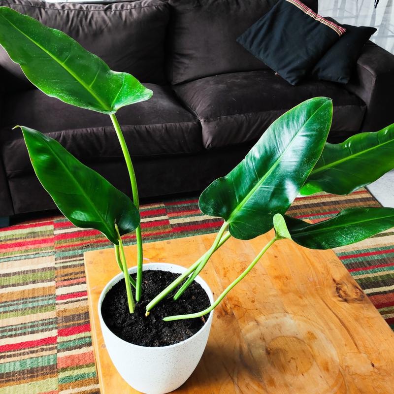 Longuifolio M - Planta de interior en macetero - Imagen 6