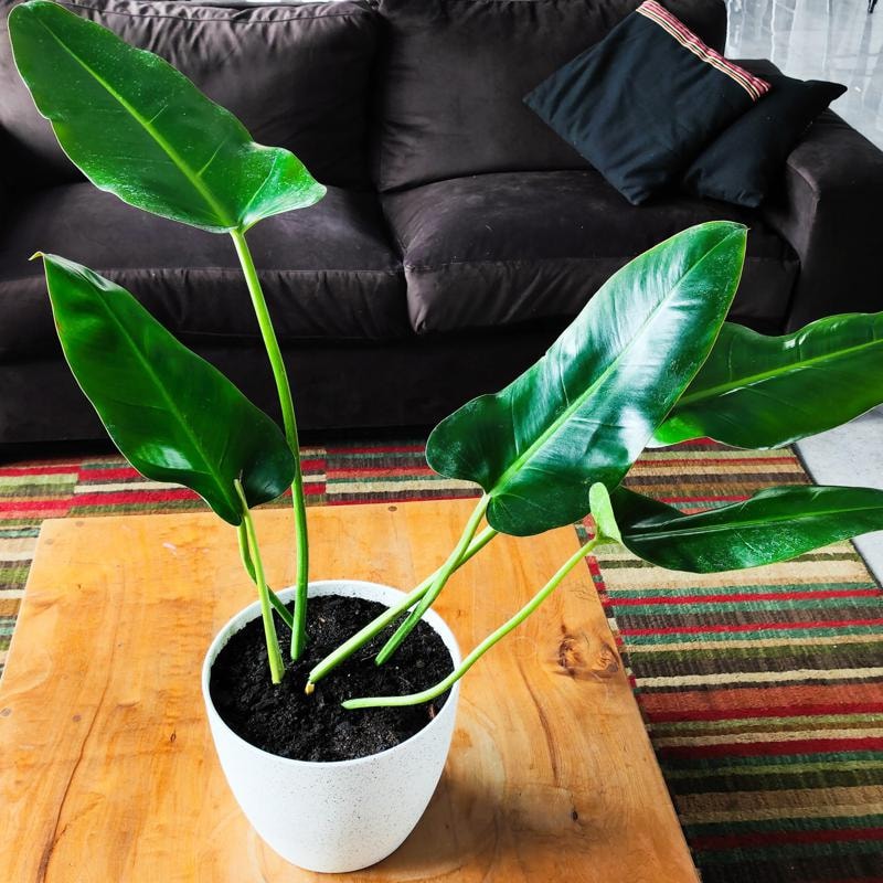 Longuifolio M - Planta de interior en macetero - Imagen 10