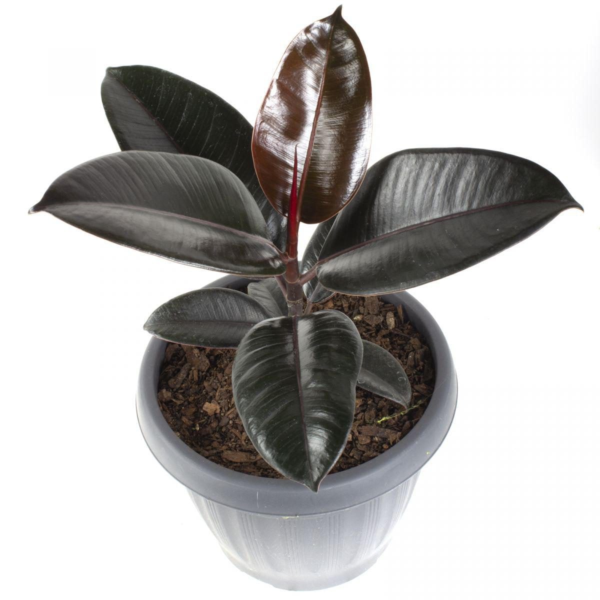 Gomero Burgundy S - Planta de interior en macetero - Imagen 1