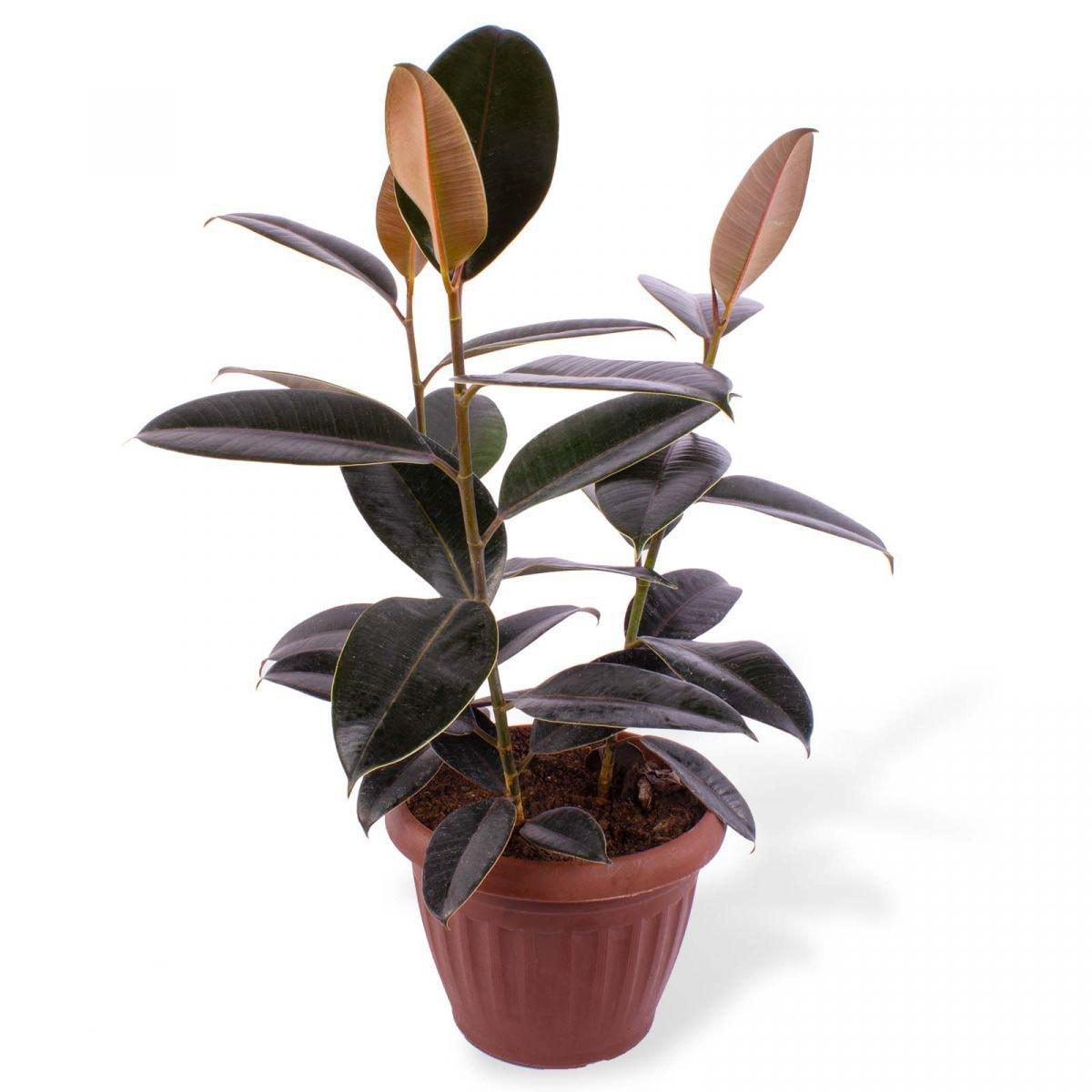 Gomero Burgundy M - Planta de interior en macetero - Imagen 1