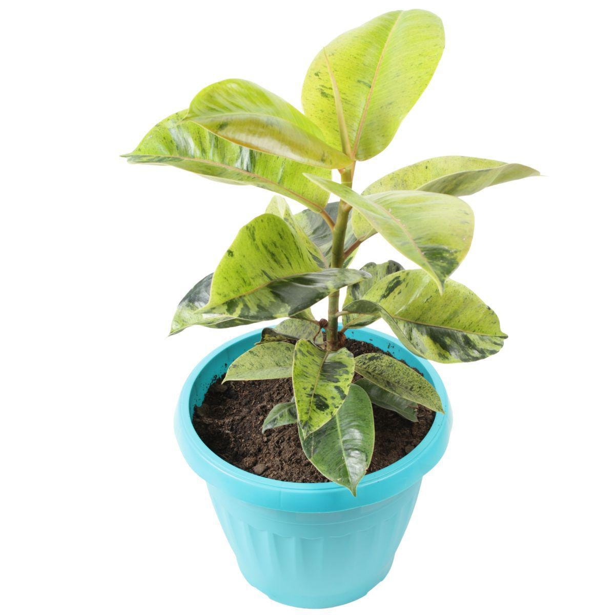 Gomero Variegado - Tamaño M en macetero - Imagen 1