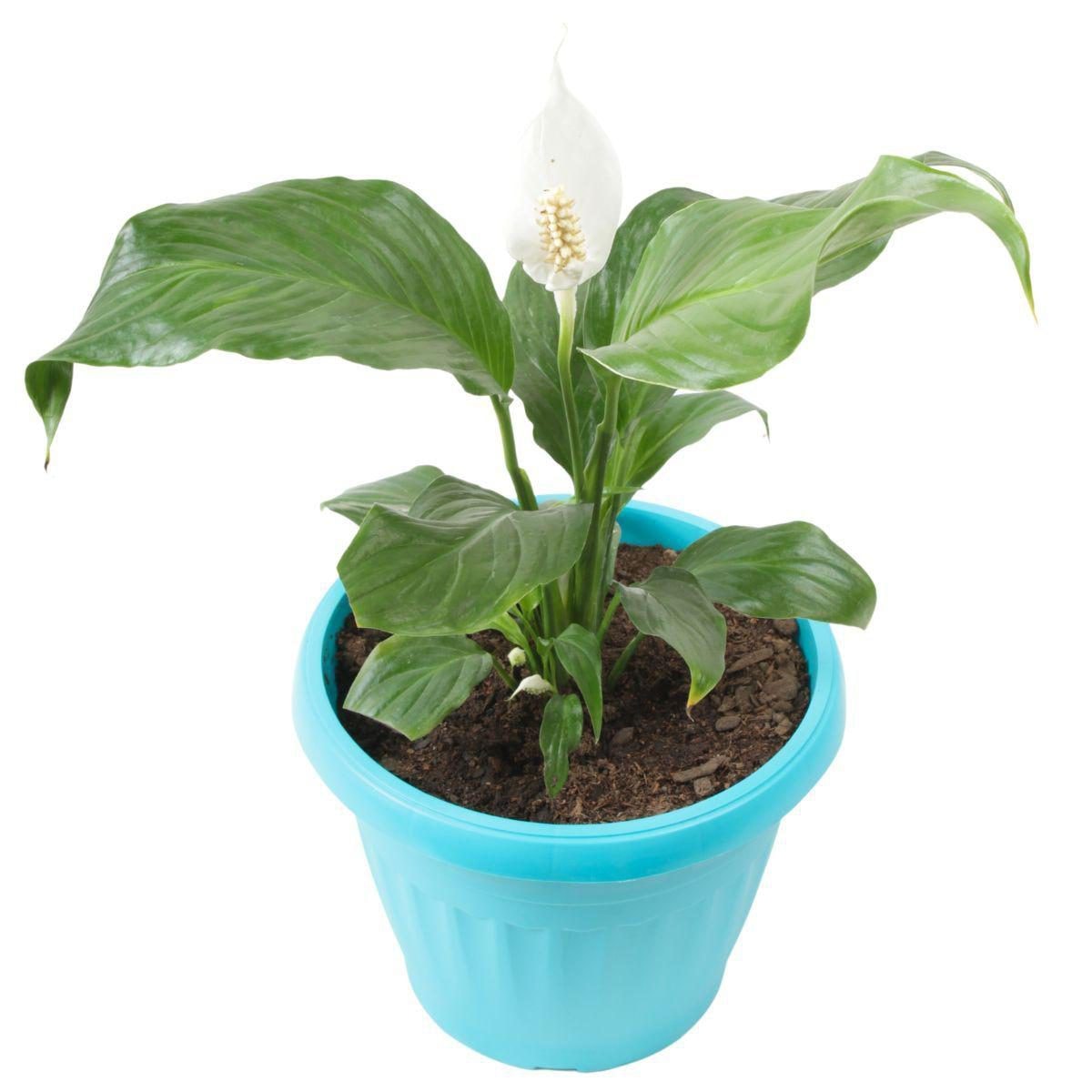 Spathyphylium o Lirio de la paz S - Planta de interior en macetero - Imagen 1