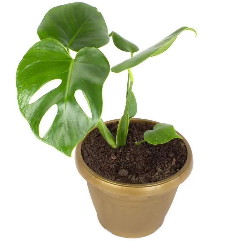 Monstera Deliciosa S - Planta de interior en macetero