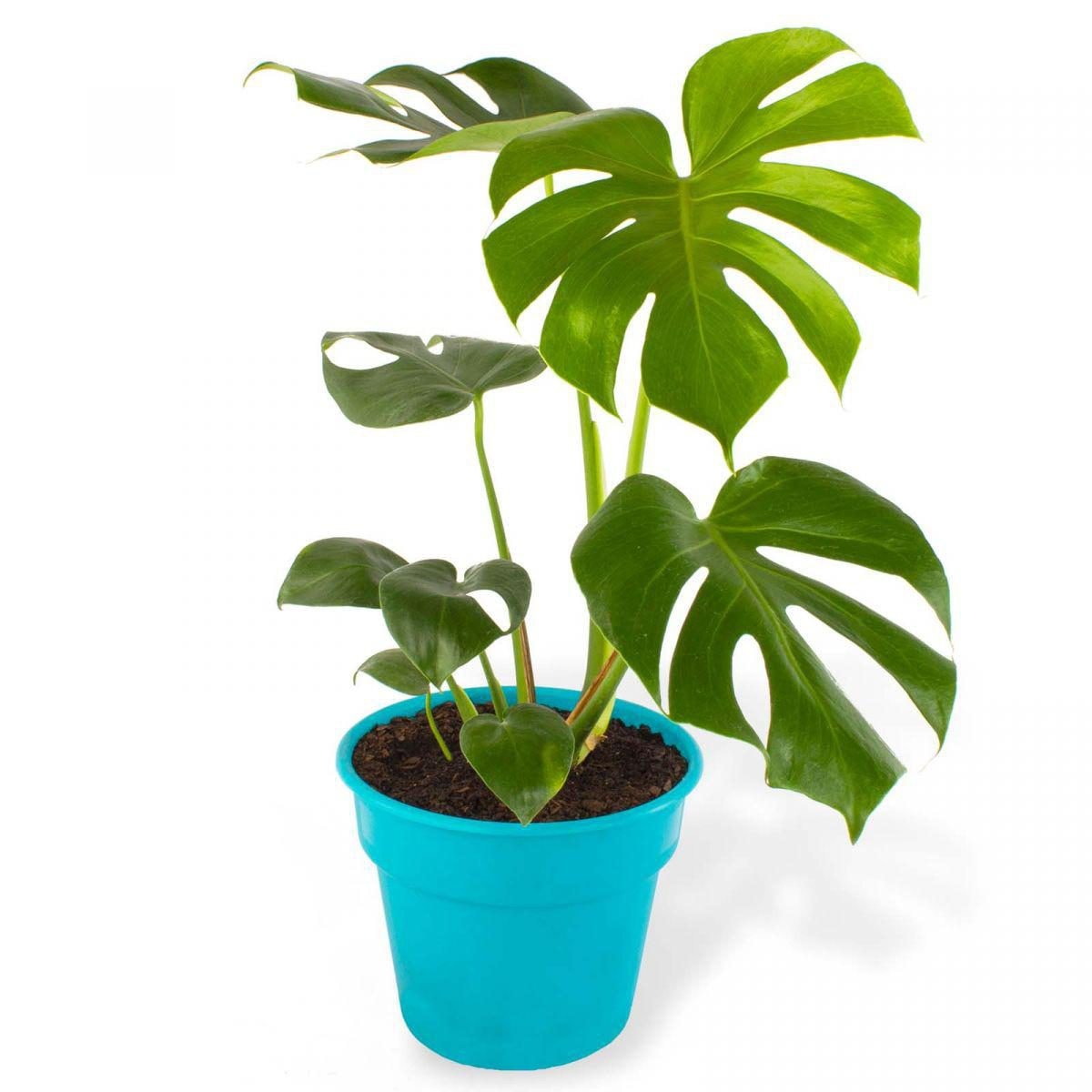 Monstera Deliciosa M - Planta de interior en macetero - Imagen 1