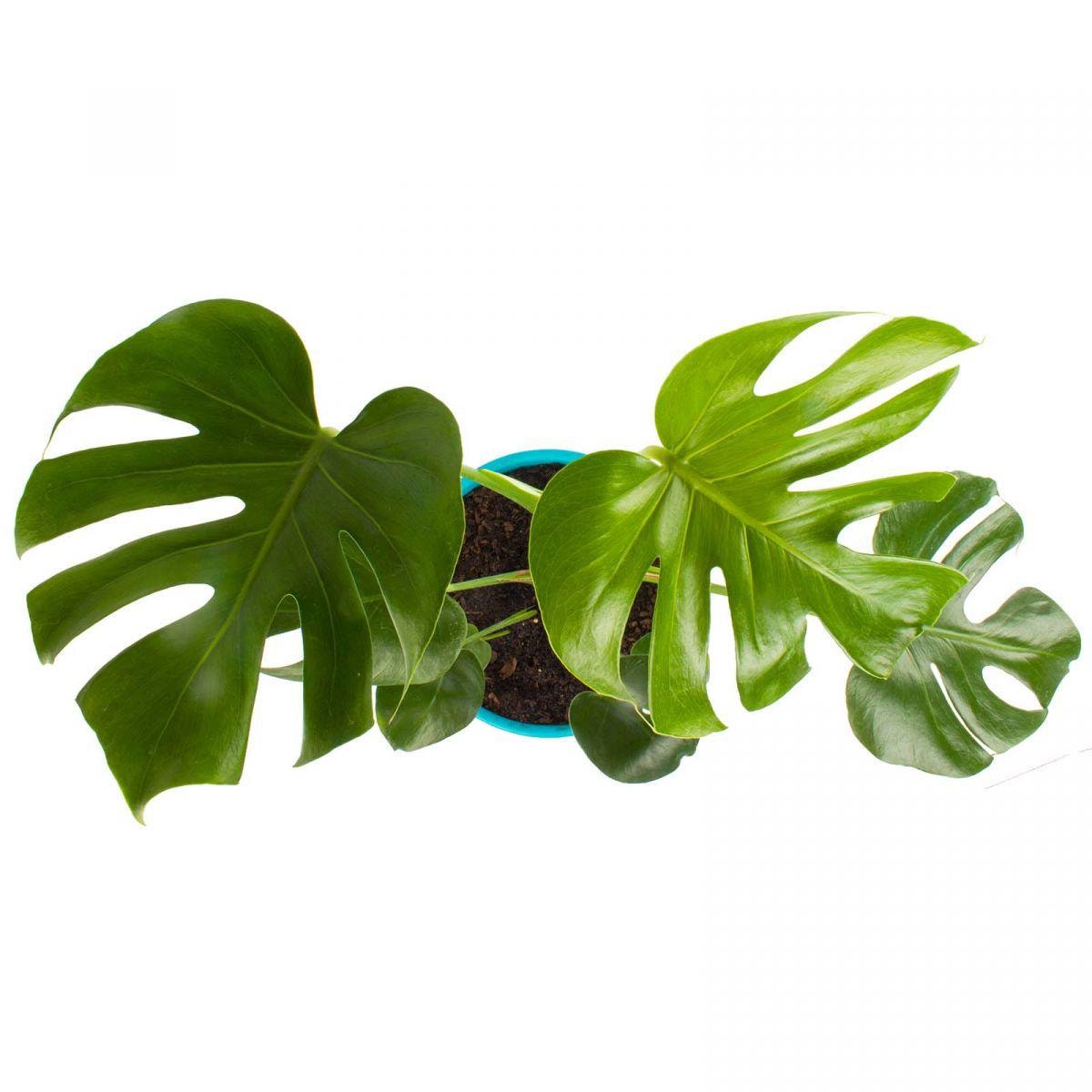 Monstera Deliciosa M - Planta de interior en macetero - Imagen 2