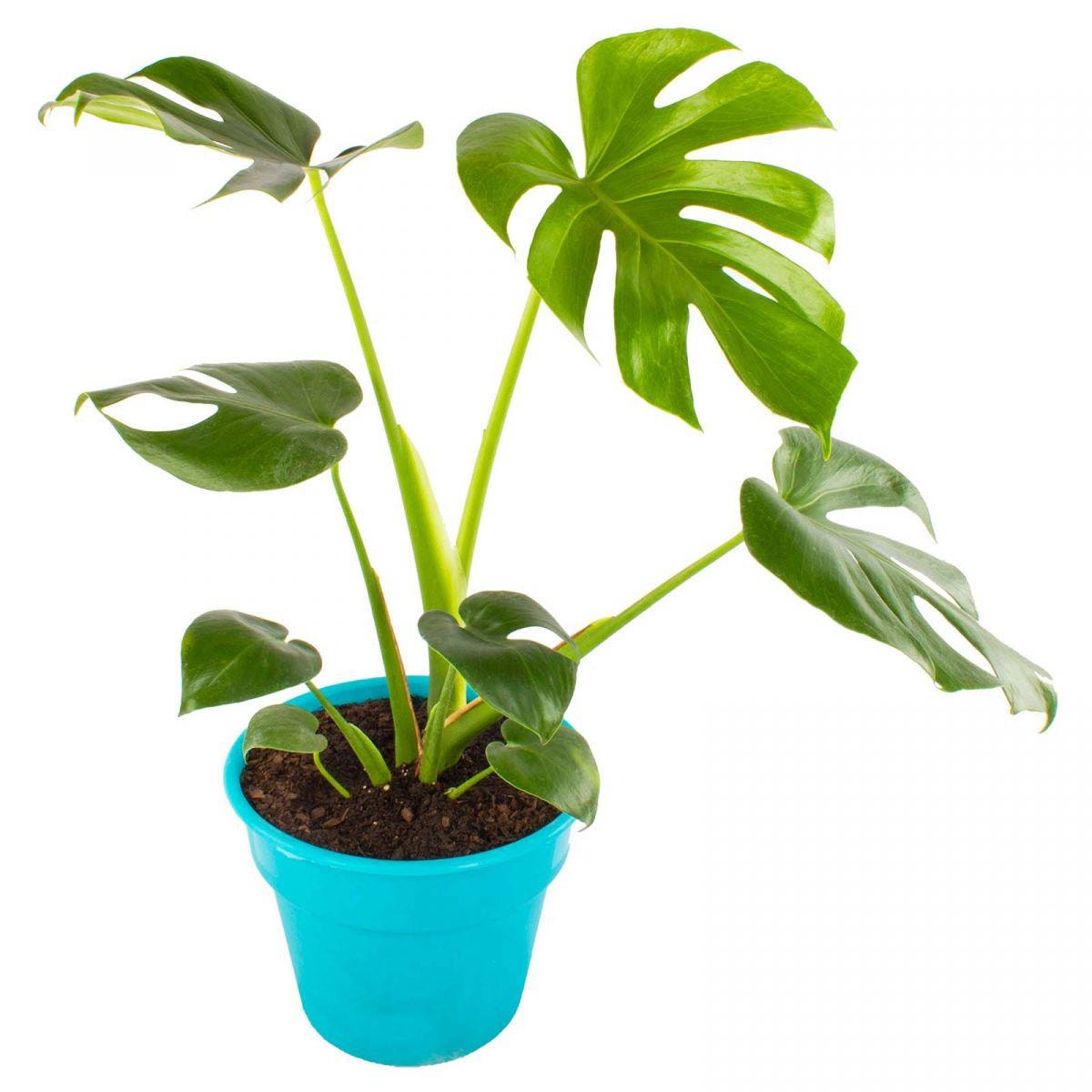 Monstera Deliciosa M - Planta de interior en macetero - Imagen 3