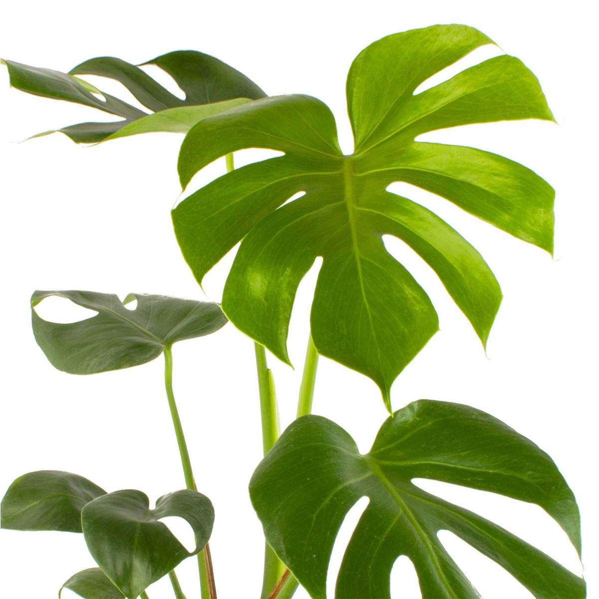 Monstera Deliciosa M - Planta de interior en macetero - Imagen 4
