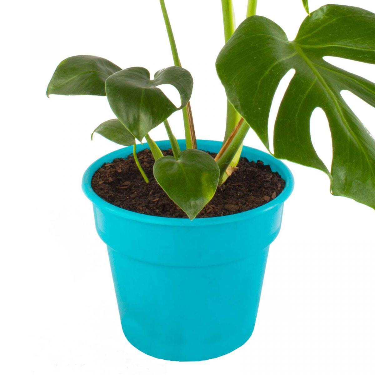 Monstera Deliciosa M - Planta de interior en macetero - Imagen 5