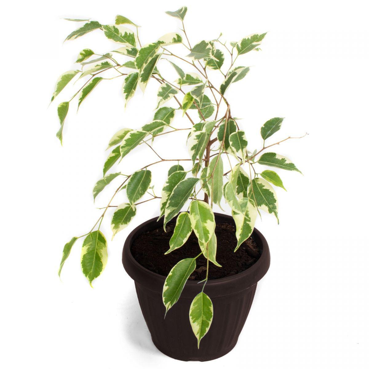 Ficus Variegado S - Planta de interior en macetero - Imagen 1