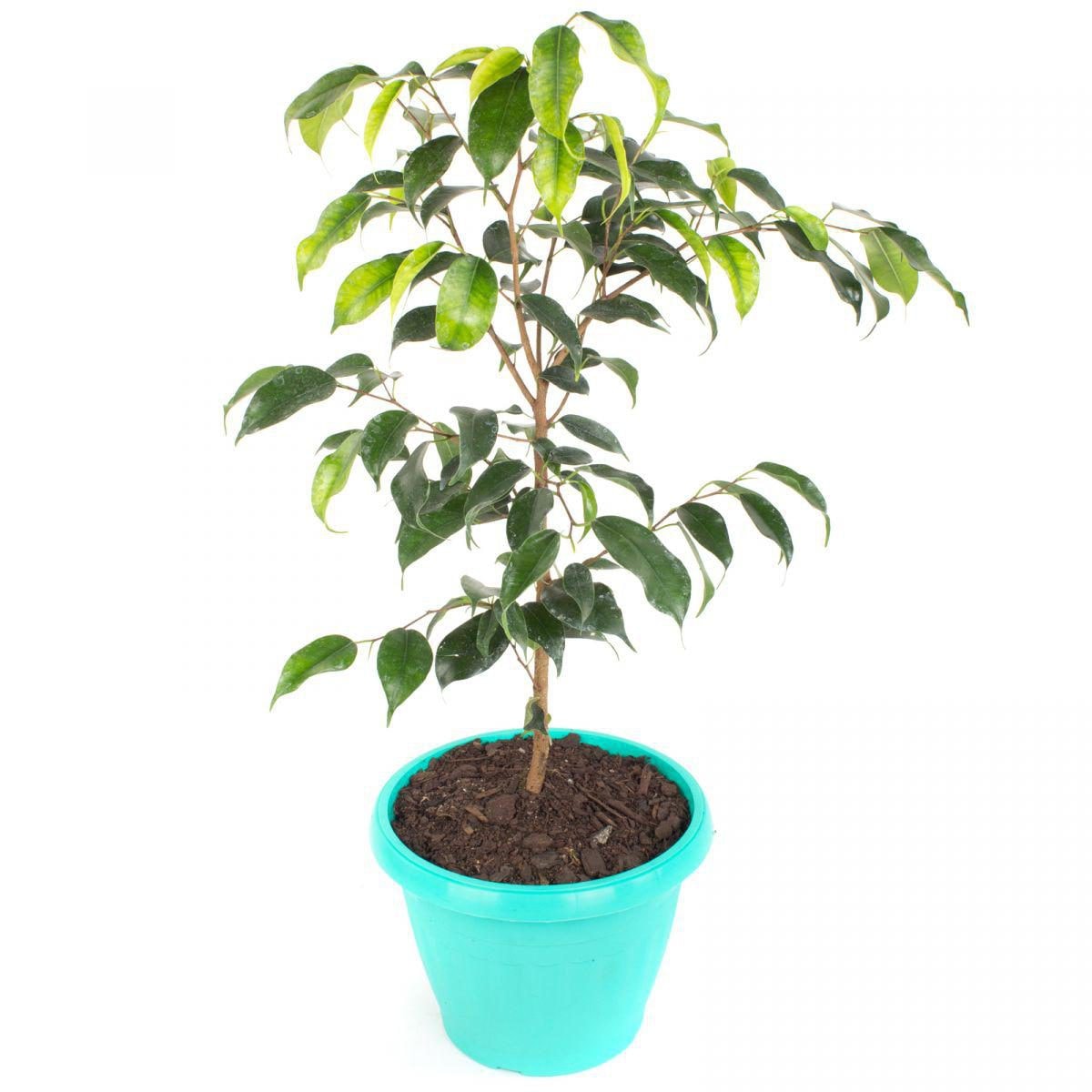 Ficus Danielle S - Planta de interior en macetero - Imagen 1