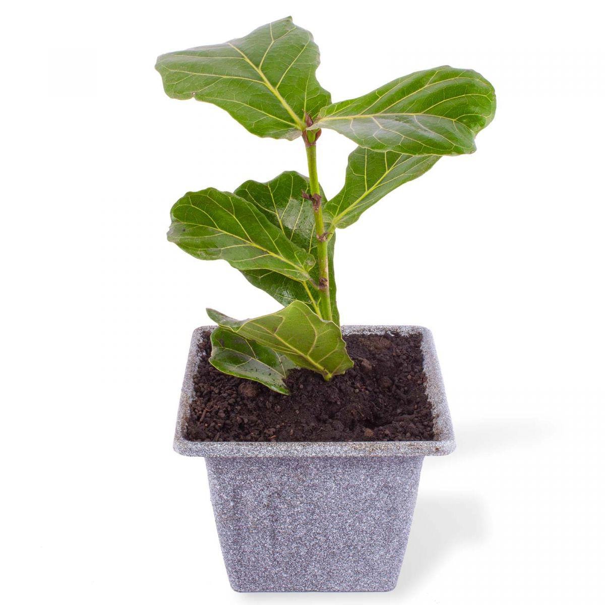 Ficus Lyrata S - Planta de interior en macetero - Imagen 1