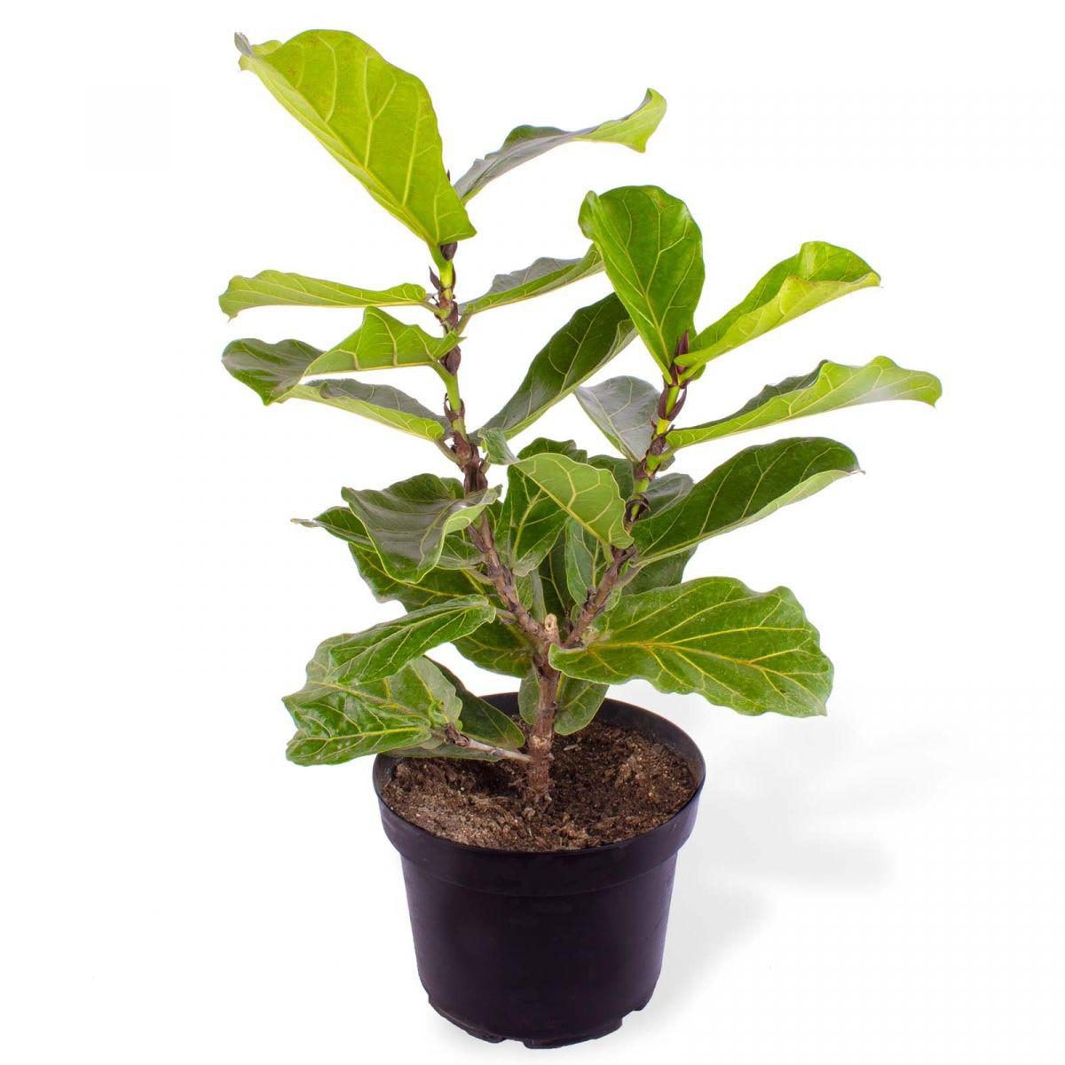 Ficus Lirata L - Planta de interior en macetero - Imagen 1
