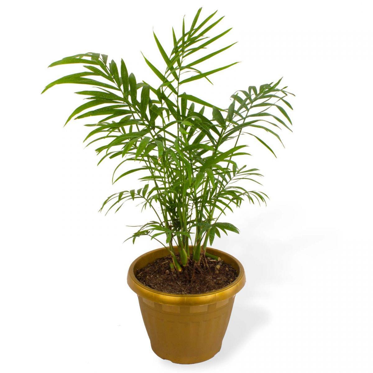Palmera Chamaedorea Elegan S - Planta de interior en macetero - Imagen 1
