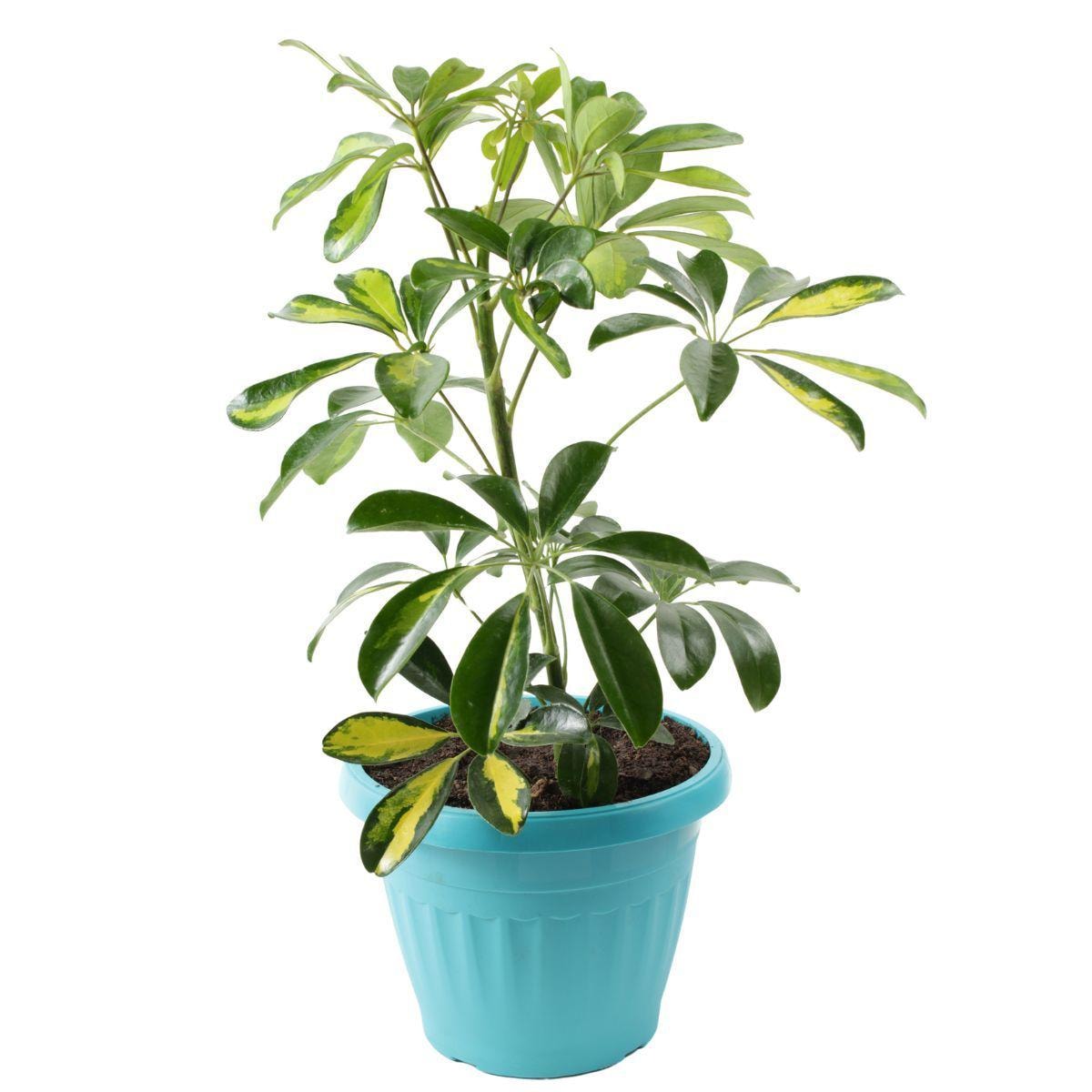 Chiflera S - Planta de interior en macetero - Imagen 1