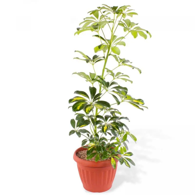 Chiflera L - Planta de interior en macetero