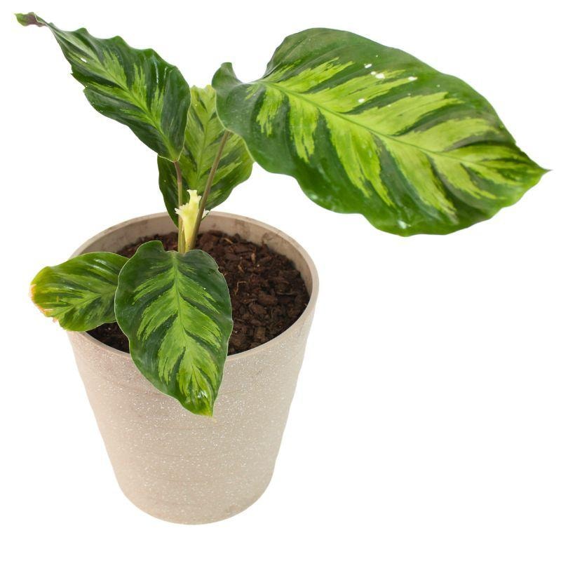 Calathea Louisae S - En macetero - Imagen 1