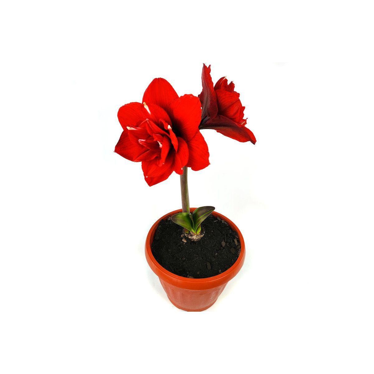 Amarilis M - Planta de interior en macetero - Imagen 1