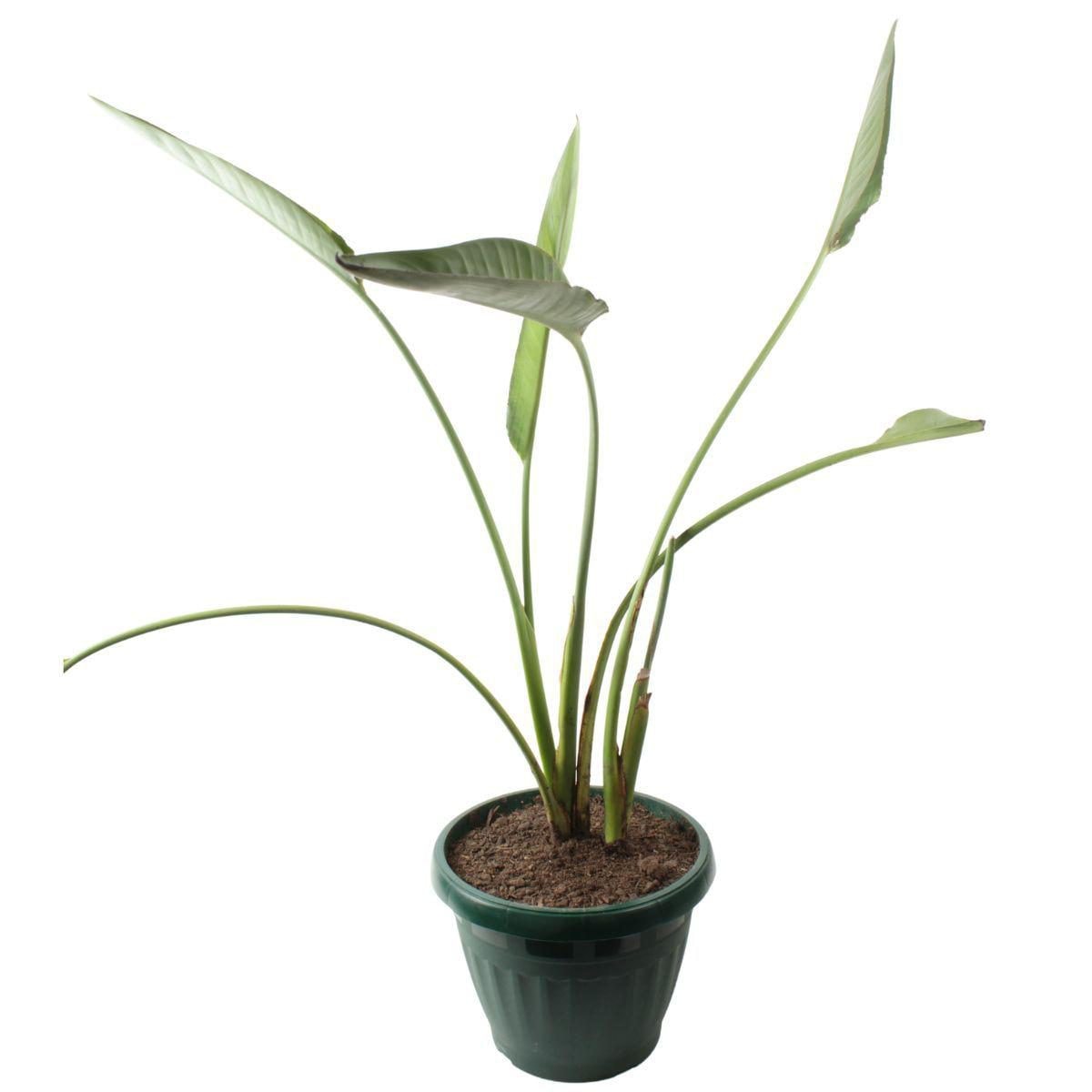 Strelitzia o Ave del paraíso en macetero - Tamaño L - Imagen 1