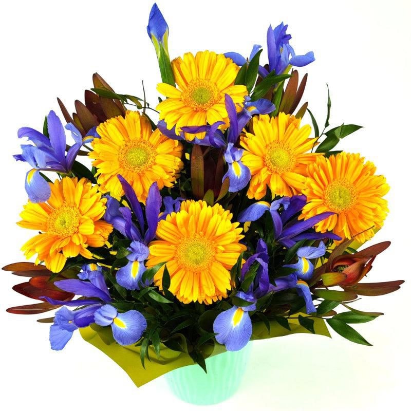 Tiuque - arreglo floral con gerberas amarillo y iris azul - Imagen 1