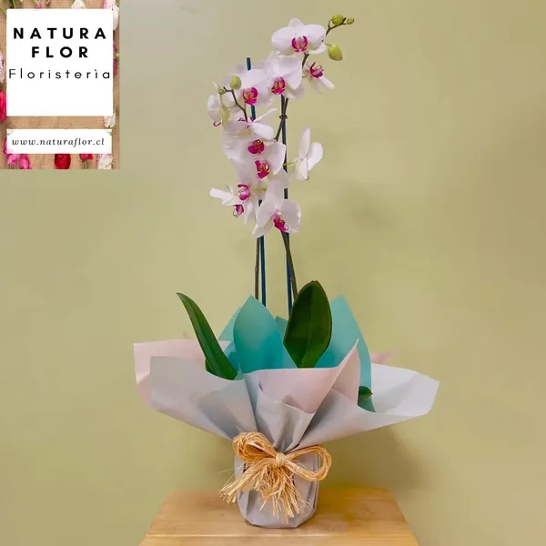 Planta de Orquídeas