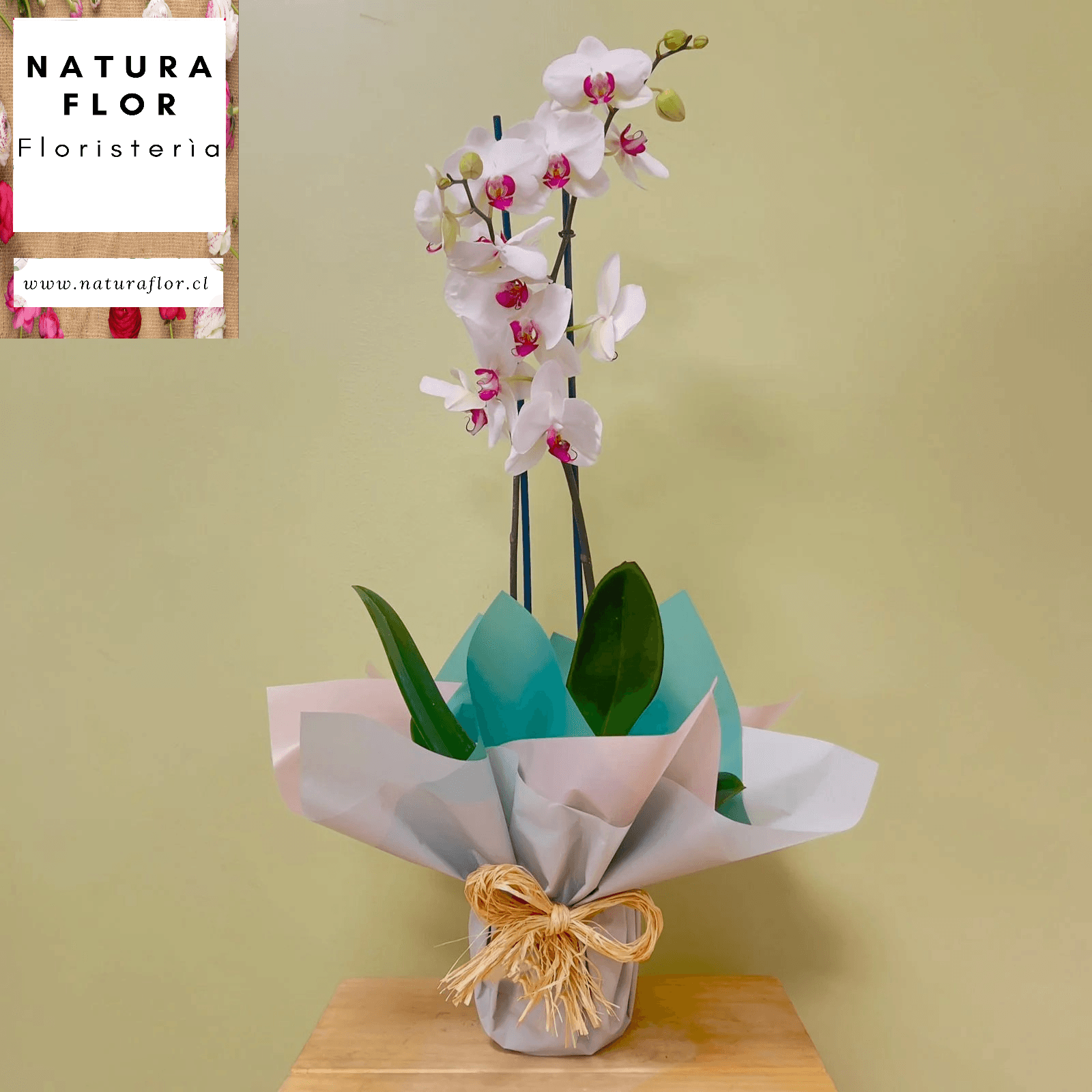 Planta de Orquídeas - Imagen 1