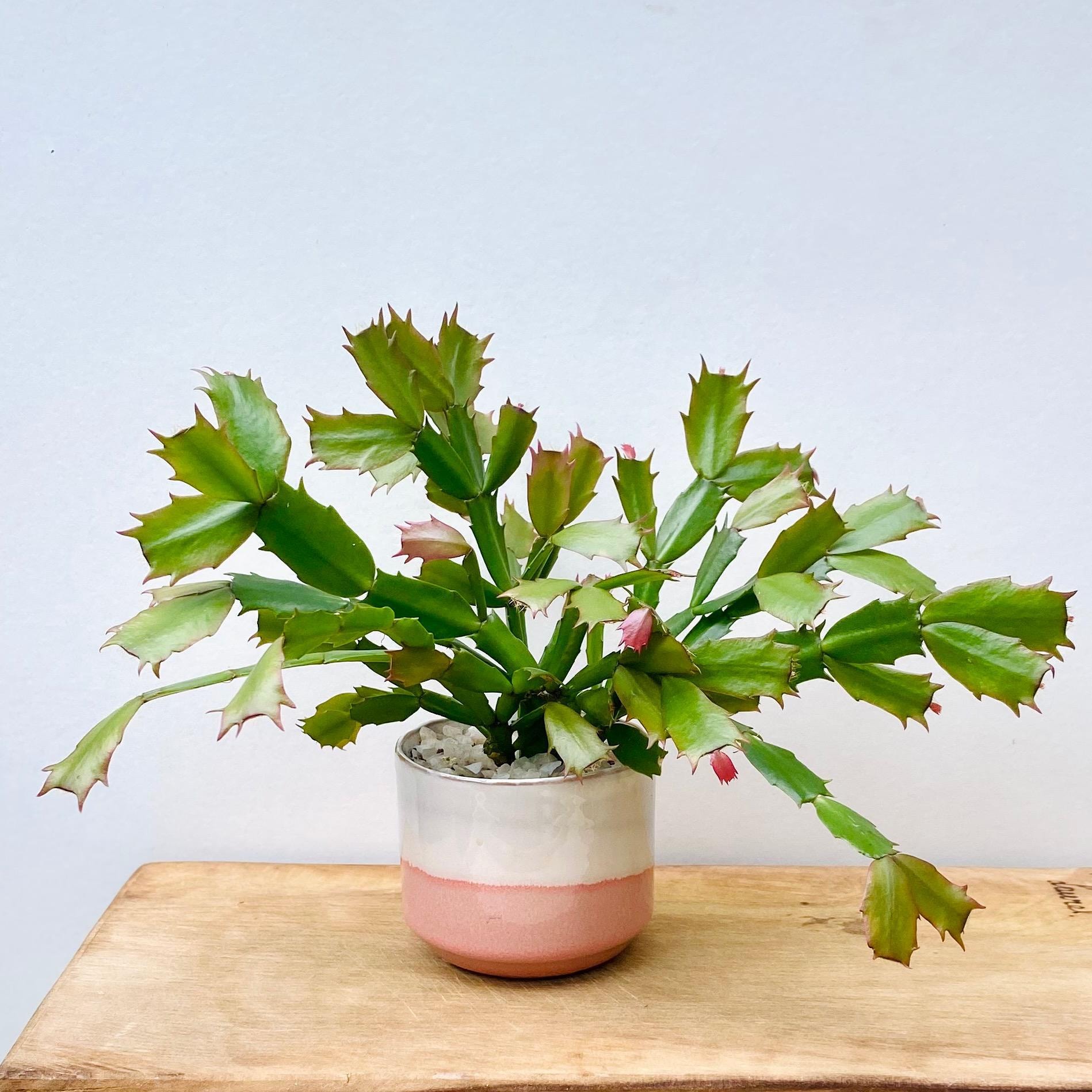 Cactus de Navidad - Imagen 1