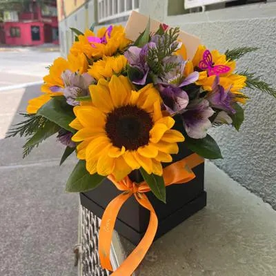 Box de girasoles