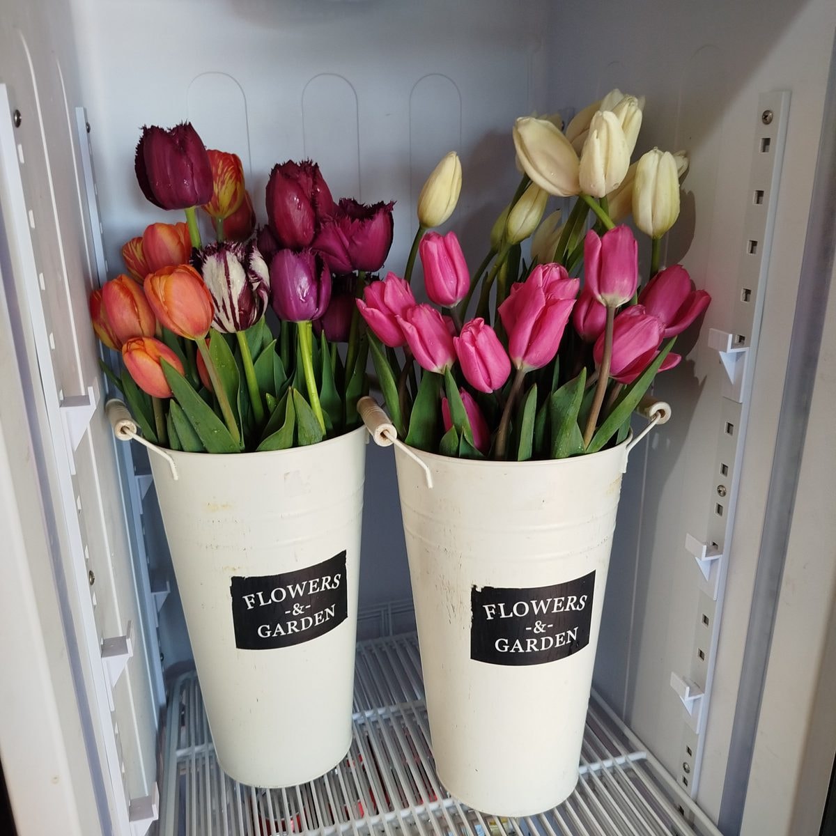 Varas de tulipán - Imagen 1