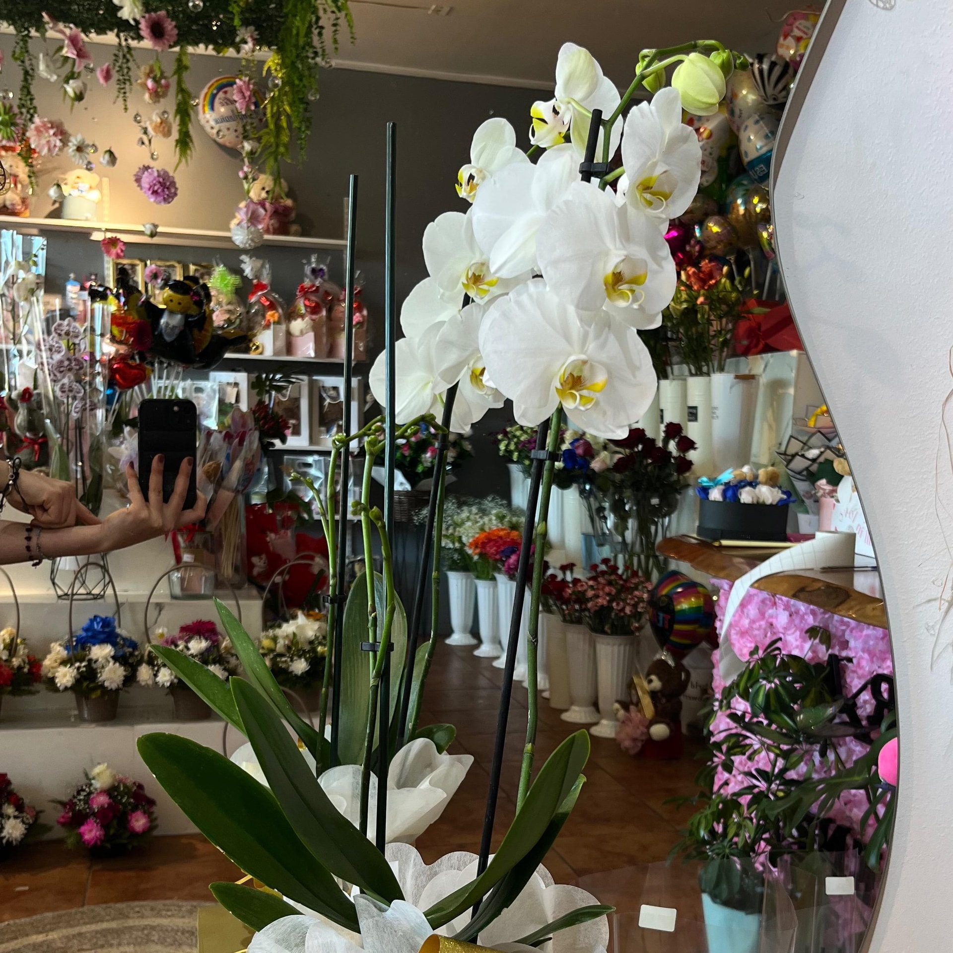 Orquídea Clásica - Imagen 1