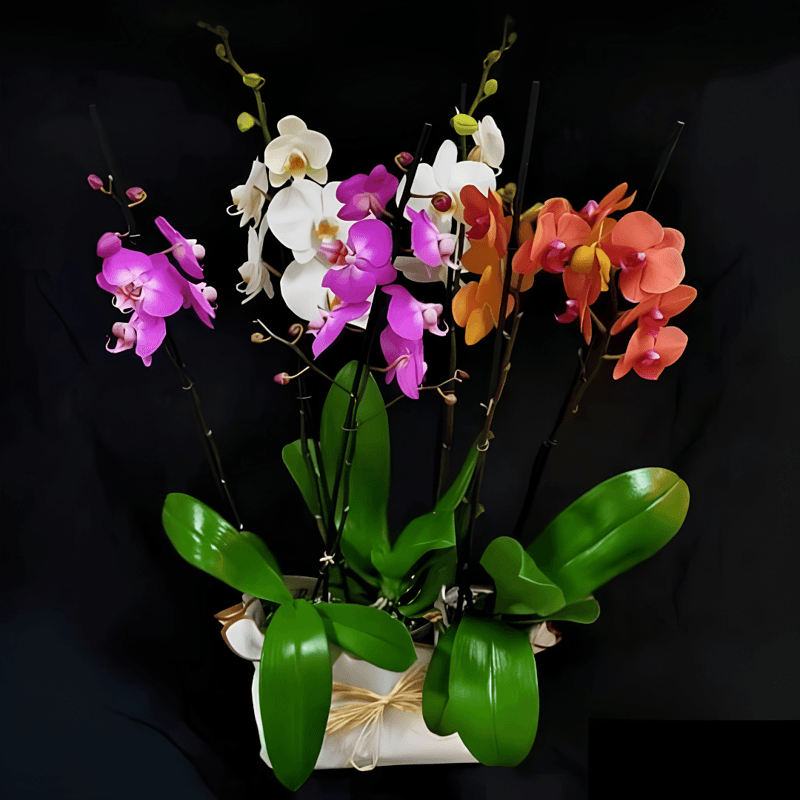 Trío de Orquídeas Doble Vara - Perfección - Imagen 1