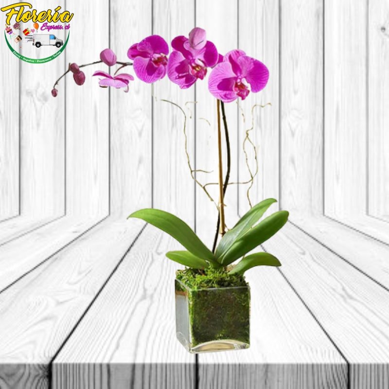 Orquidea en cubo de vidrio - Imagen 1